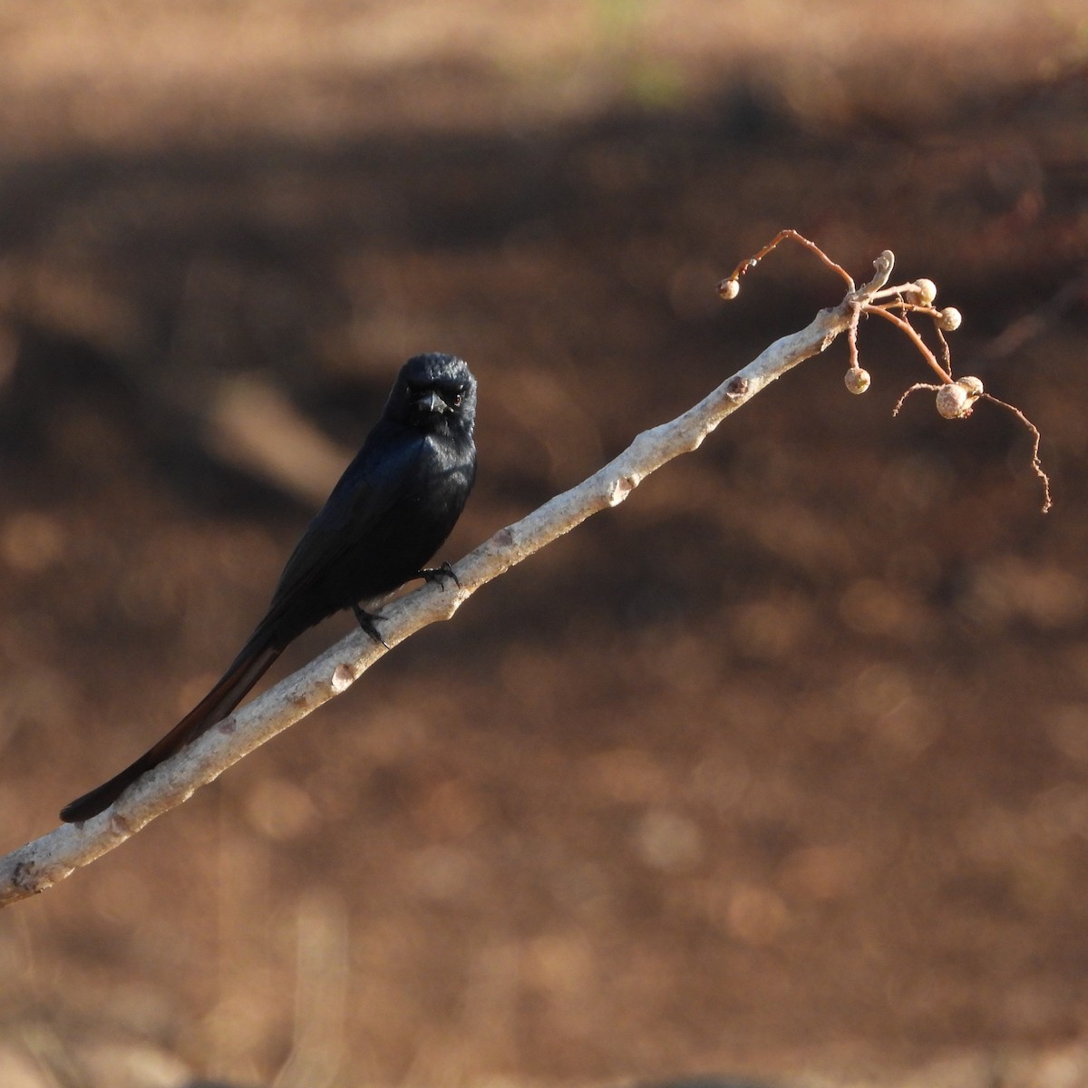 Black Drongo - ML635412664