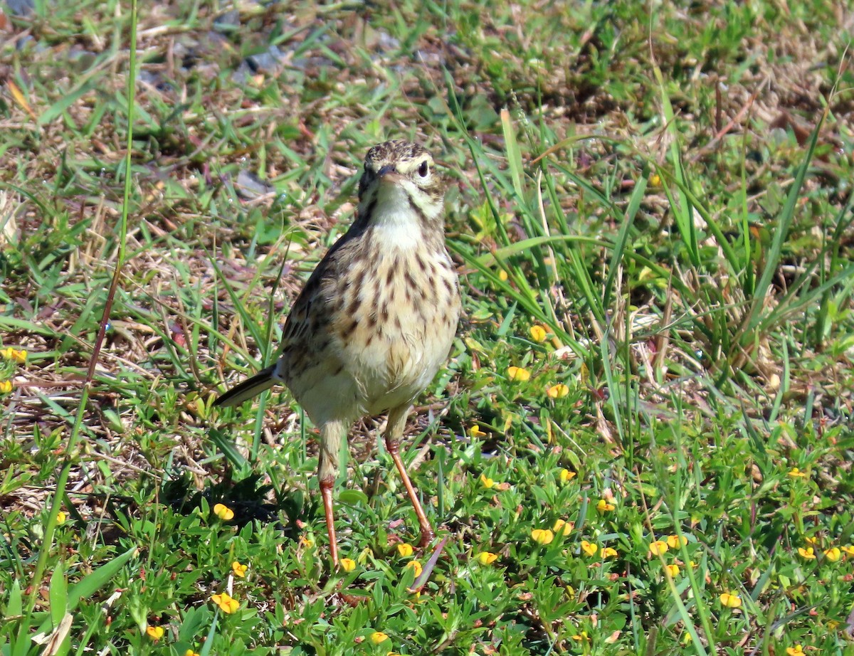 Australian Pipit - ML635412699