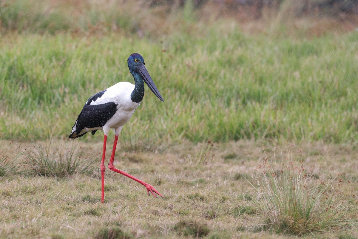 Black-necked Stork - ML635412704