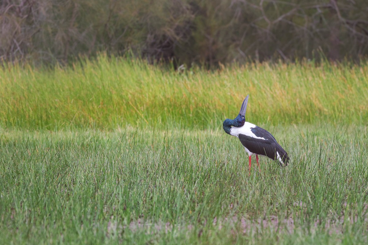 Black-necked Stork - ML635412706