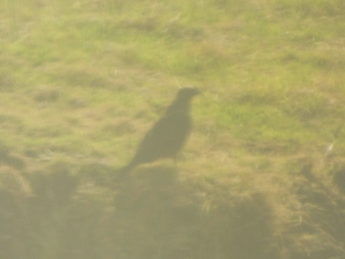 Thick-billed Raven - ML635412716