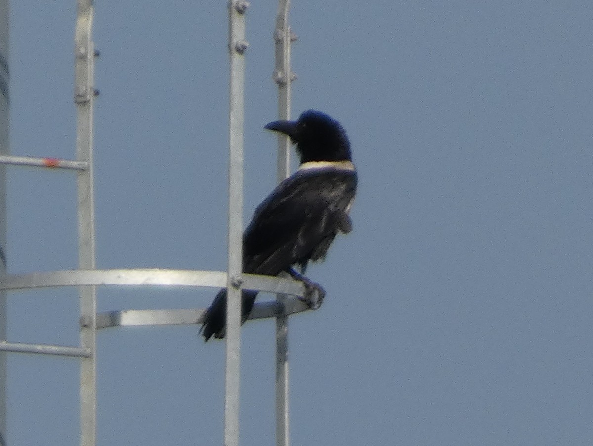 Pied Crow - ML635412720