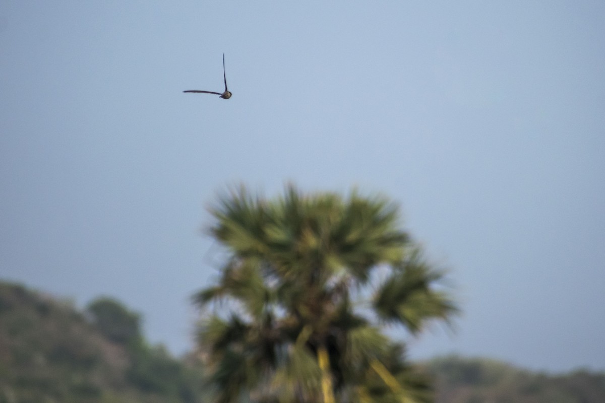 Asian Palm Swift - ML635412880