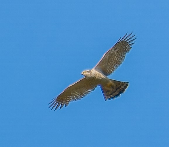 Үлэг харцага - ML635412891