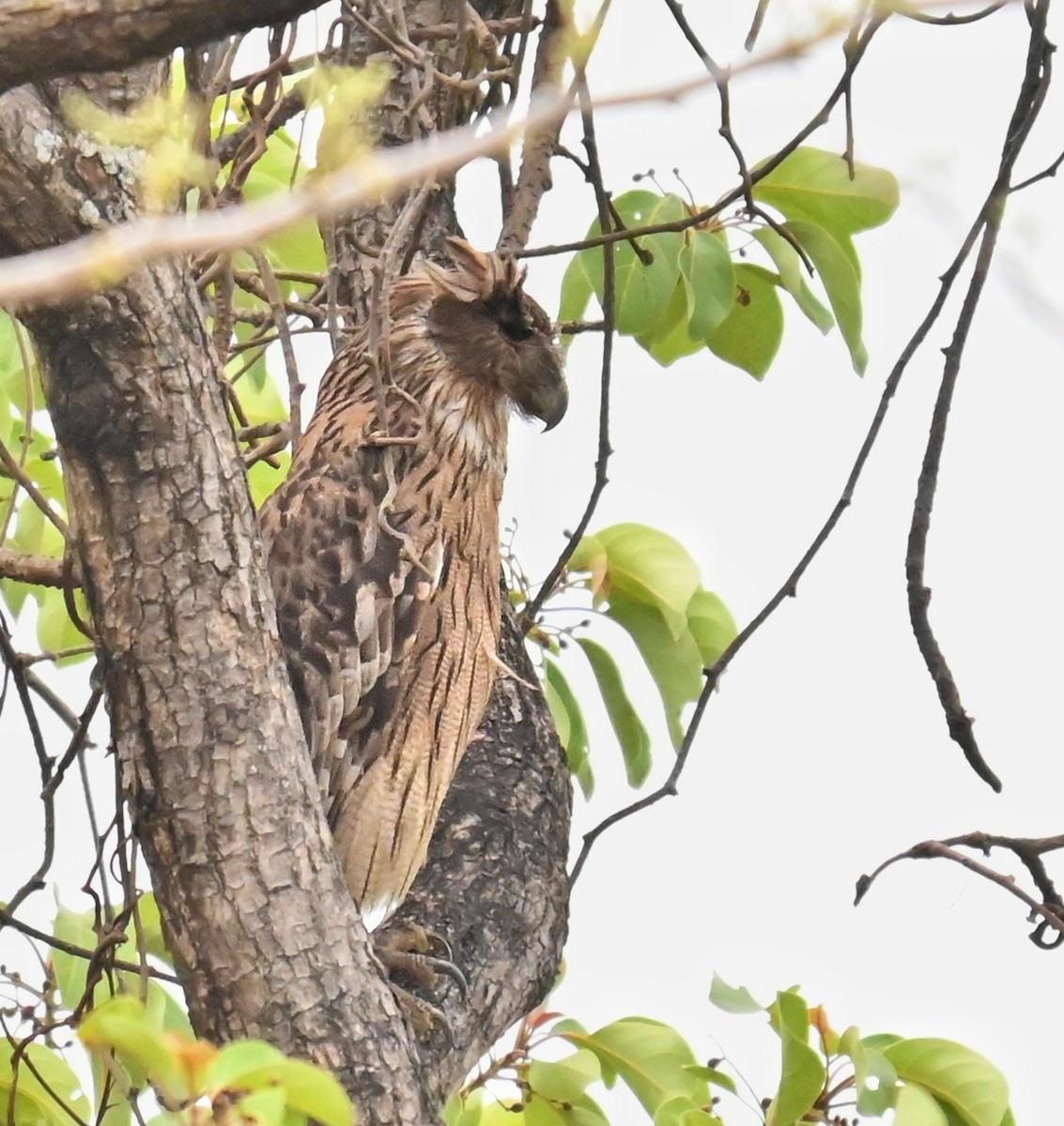 Brown Fish-Owl - ML635412901