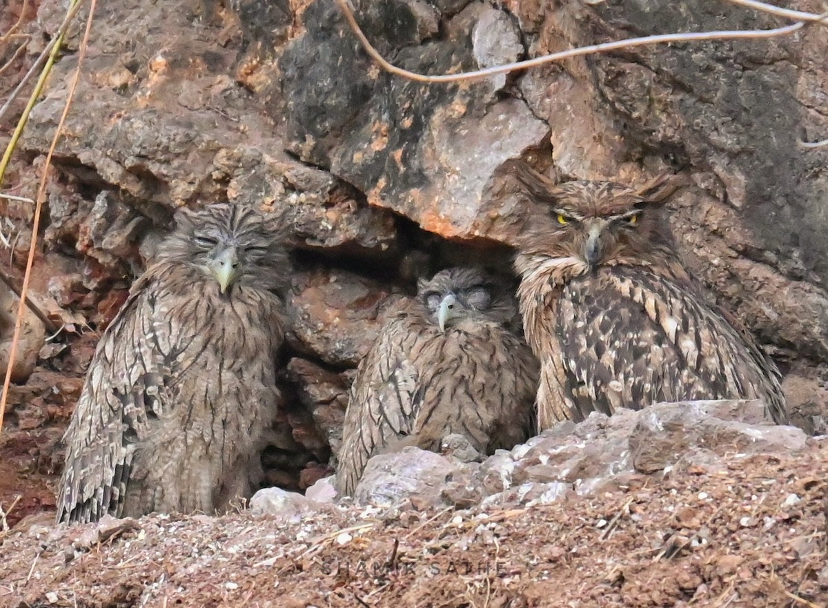 Brown Fish-Owl - ML635412903