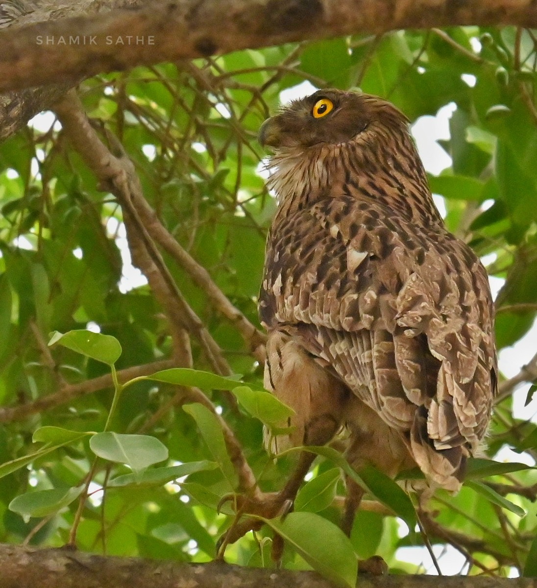 Brown Fish-Owl - ML635412904
