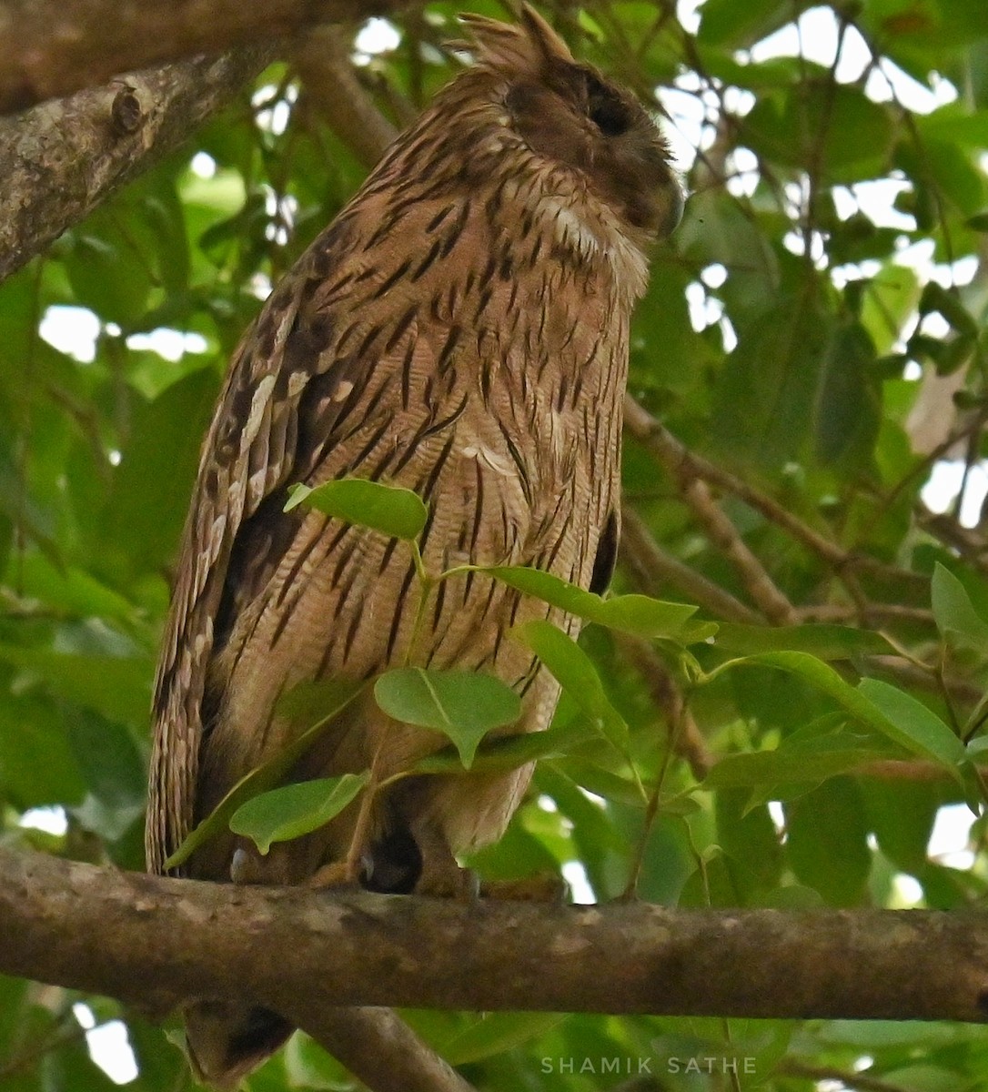 Brown Fish-Owl - ML635412905