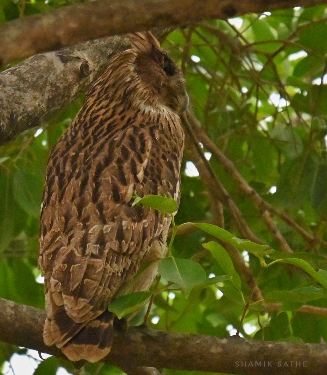 Brown Fish-Owl - ML635412906