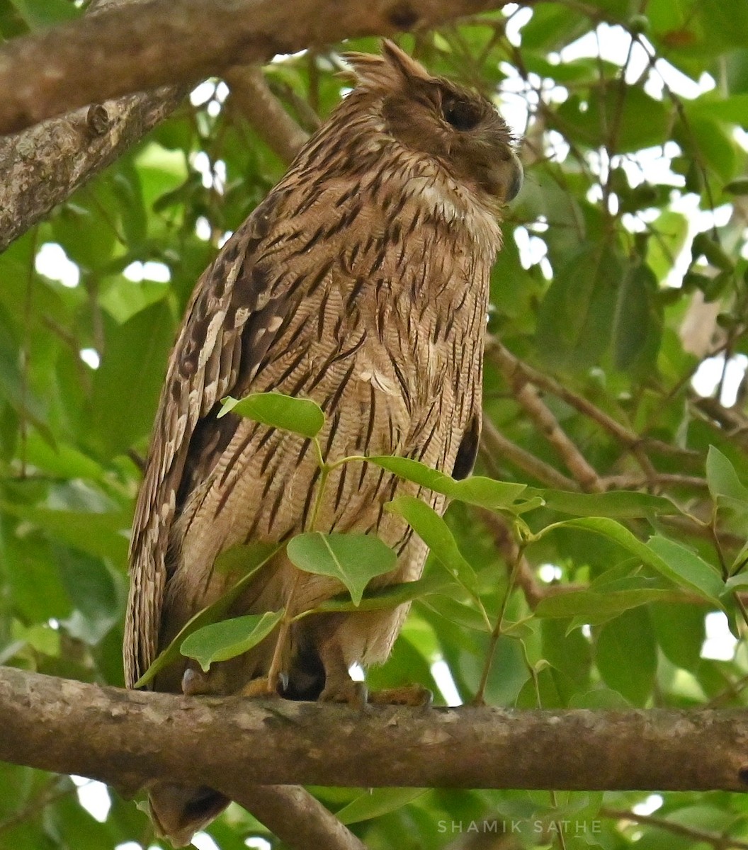 Brown Fish-Owl - ML635412907
