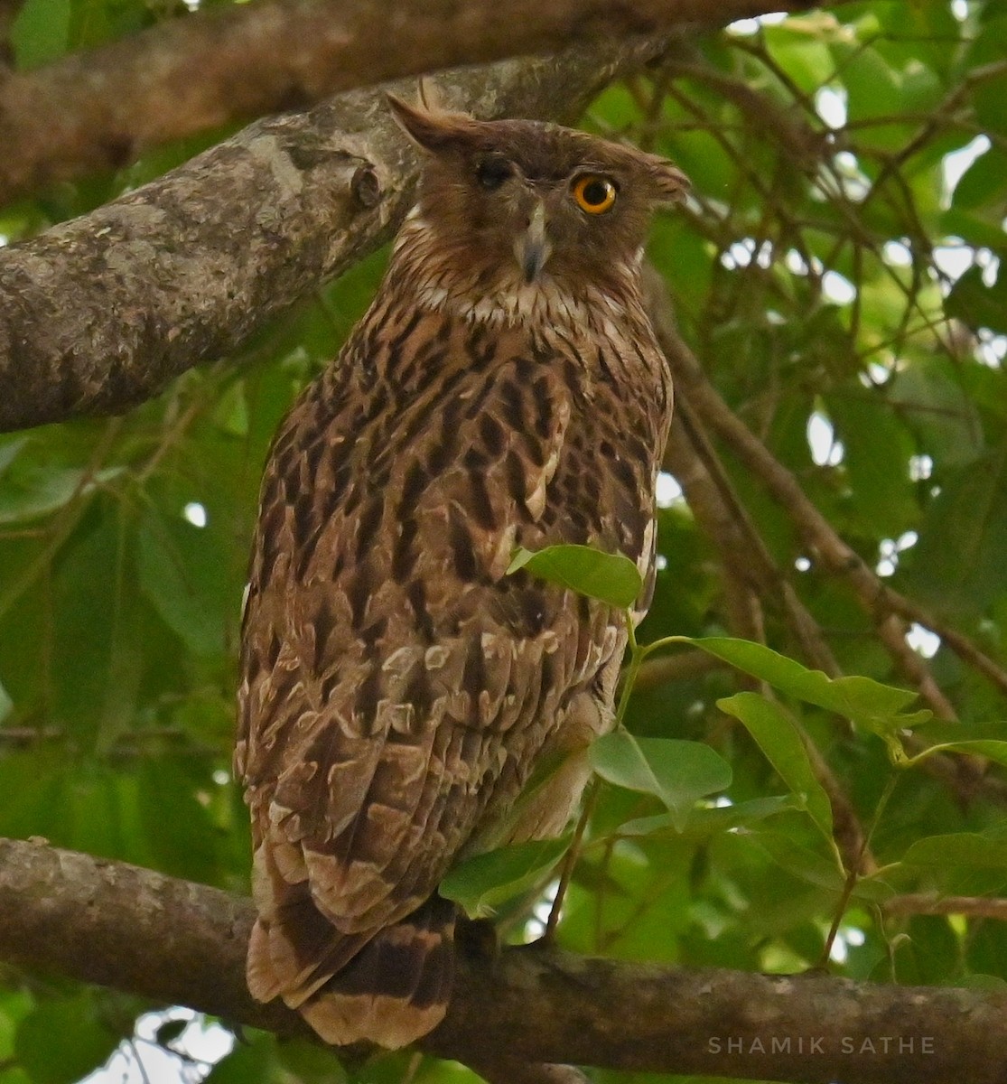 Brown Fish-Owl - ML635412908