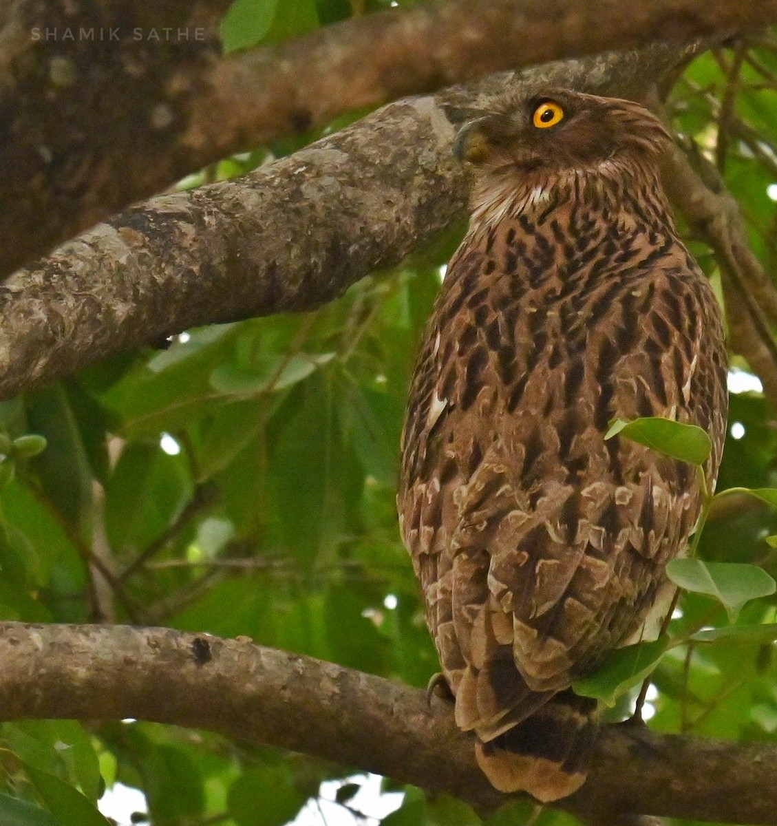 Brown Fish-Owl - ML635412909