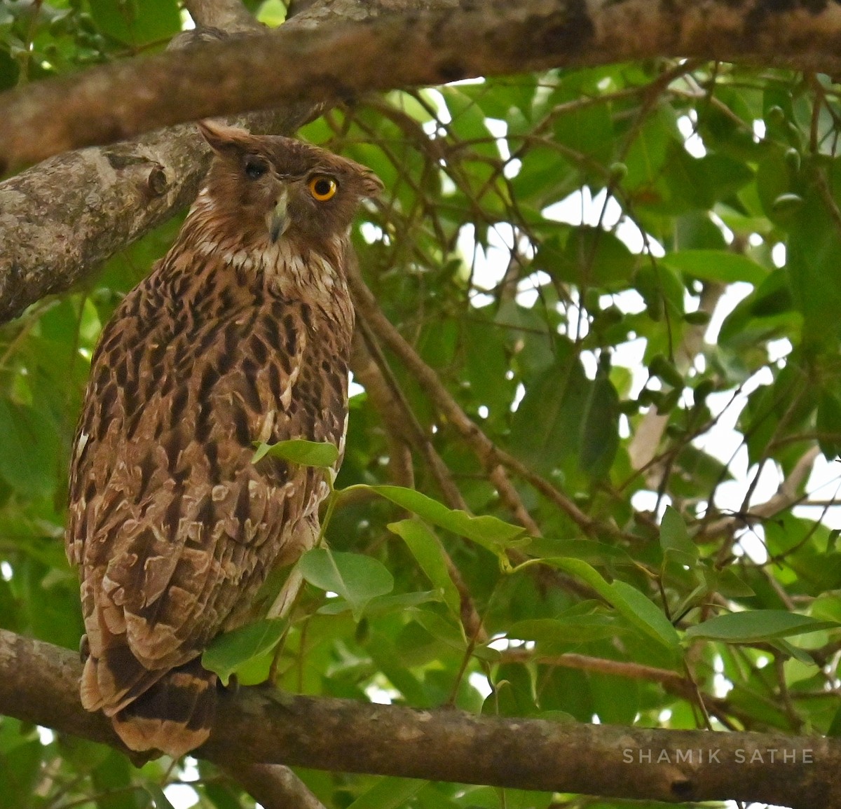 Brown Fish-Owl - ML635412910