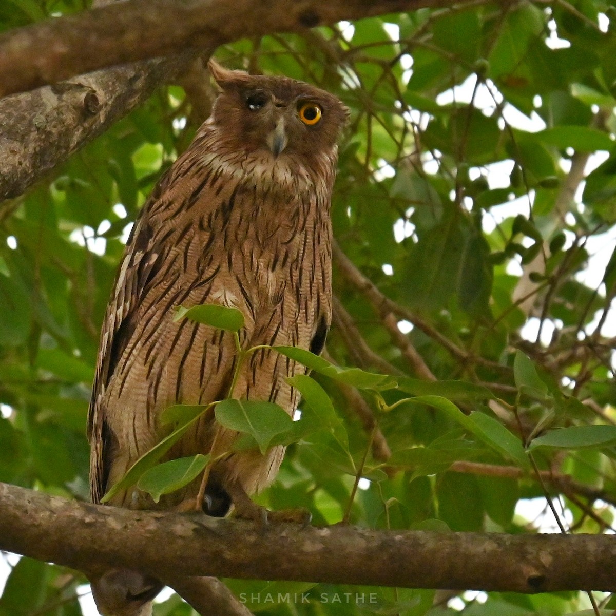 Brown Fish-Owl - ML635412911