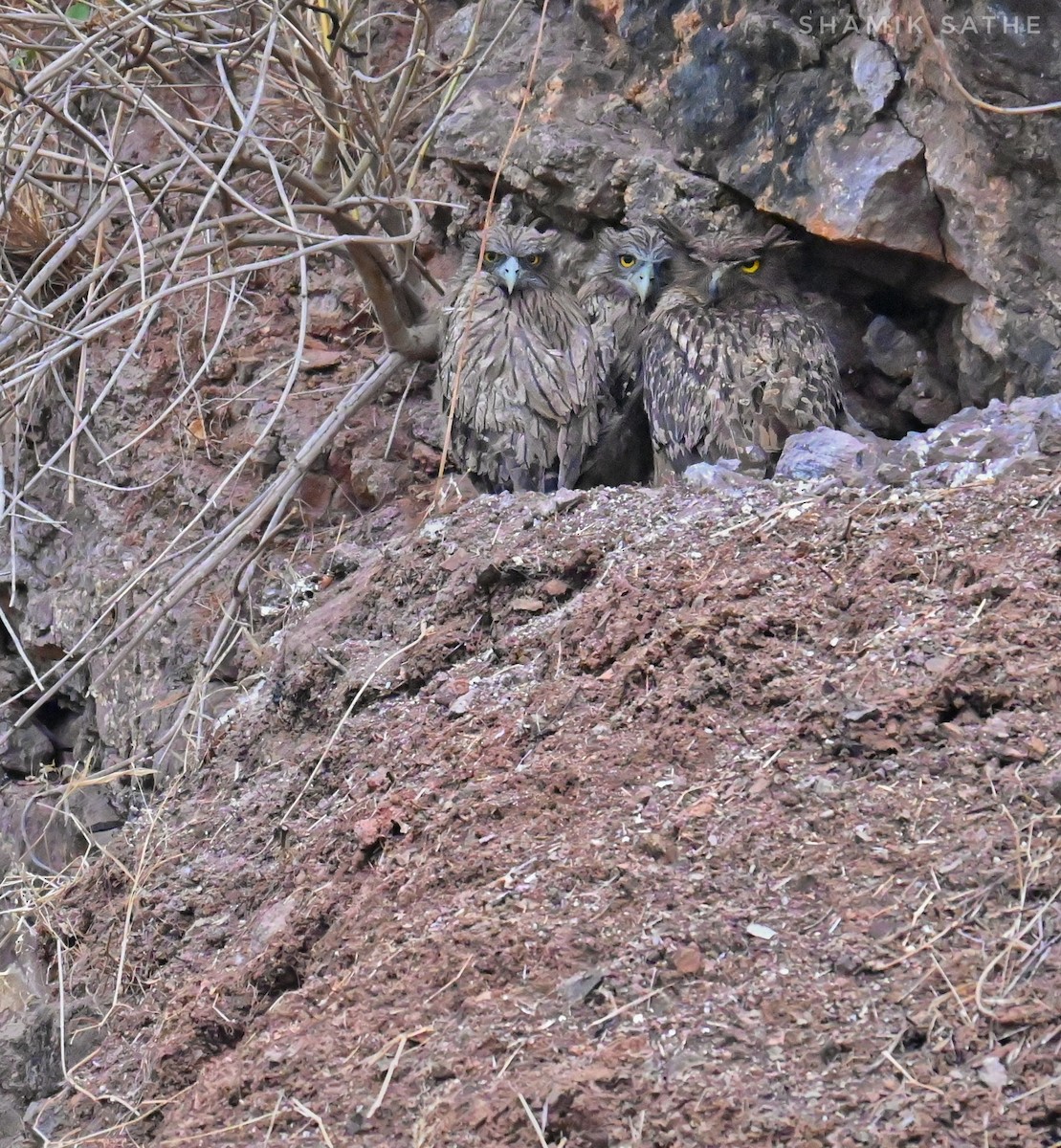 Brown Fish-Owl - ML635412912