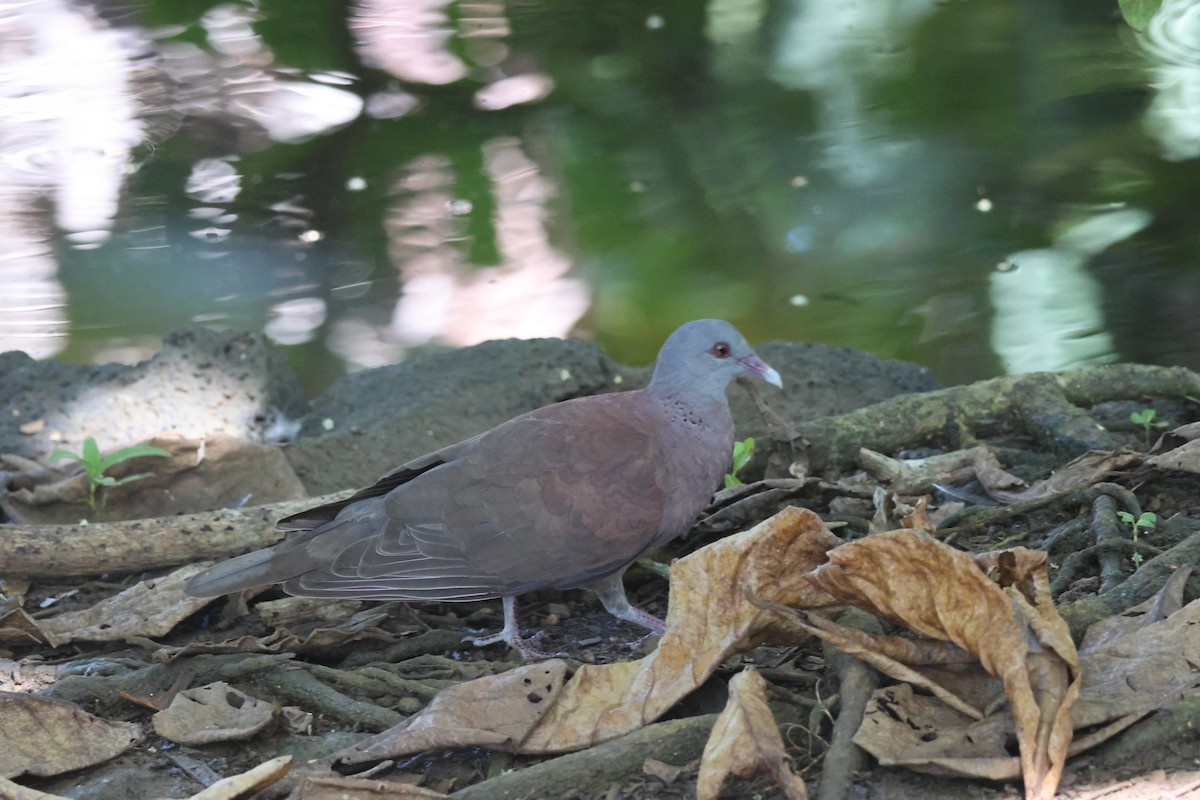 Malagasy Turtle-Dove - ML635412913