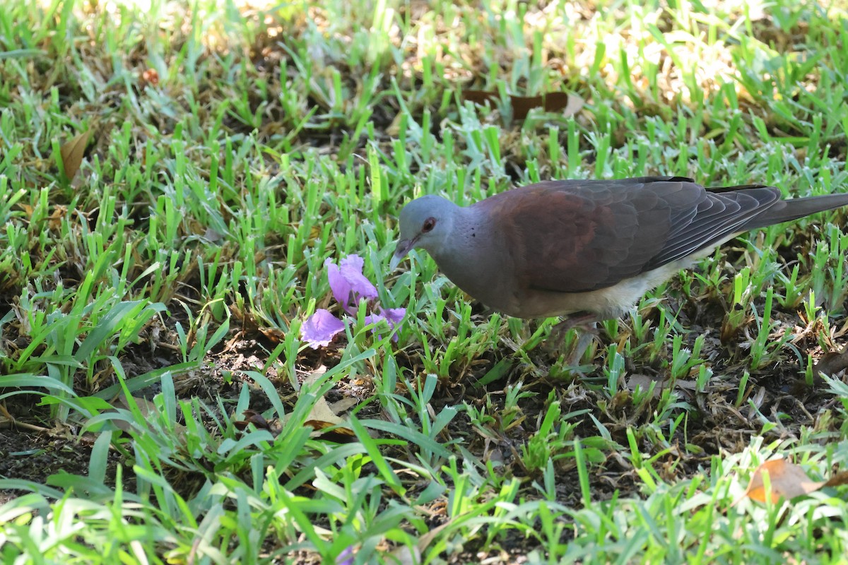 Malagasy Turtle-Dove - ML635412914