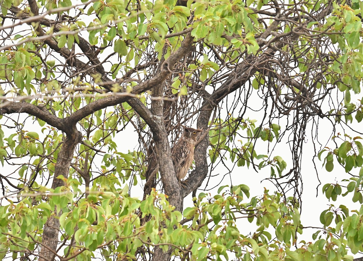 Brown Fish-Owl - ML635412916