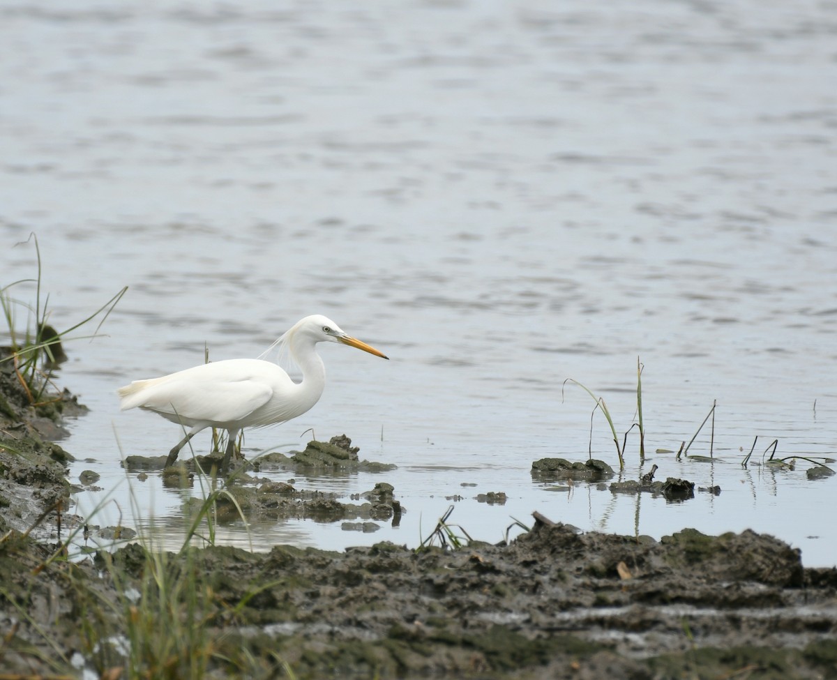 Chinese Egret - ML635413039