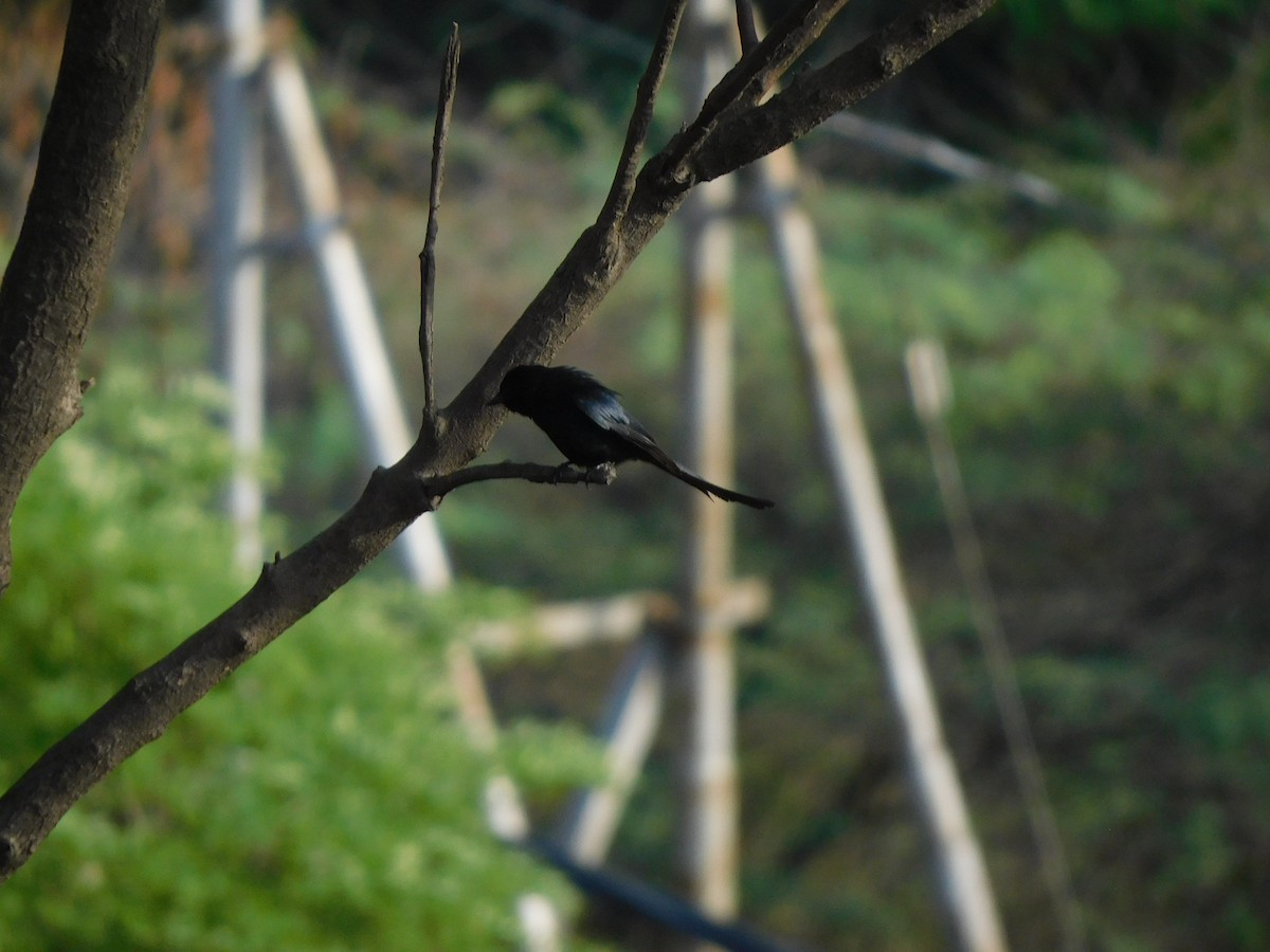 Black Drongo - ML635413052