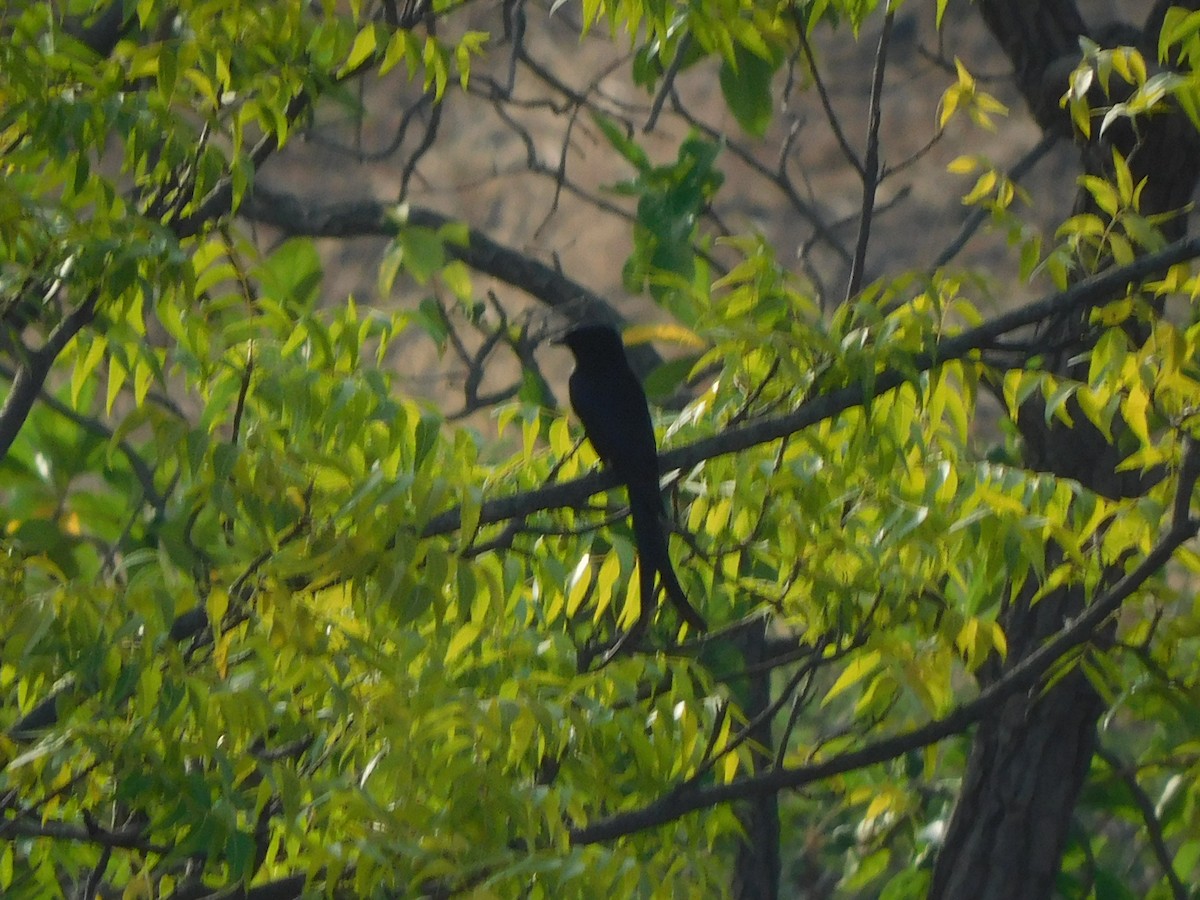 Black Drongo - ML635413053