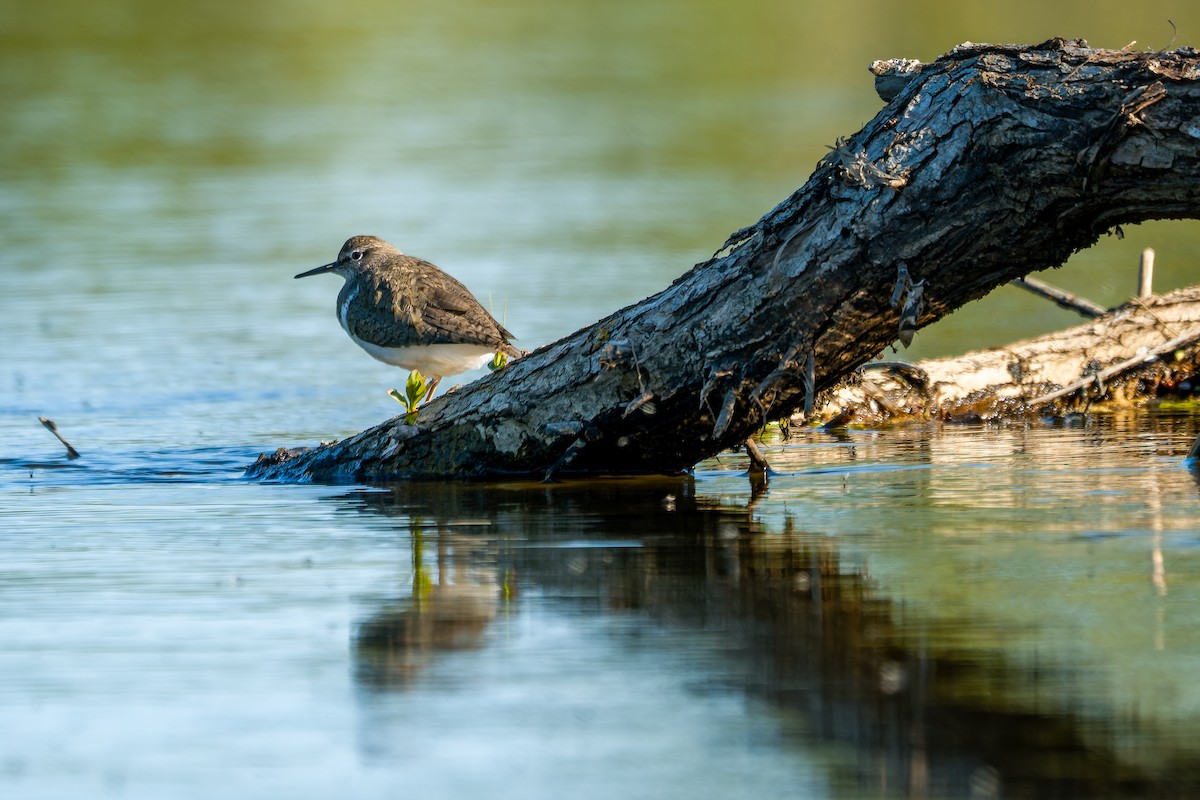 Хайргын хөгчүү - ML635413065