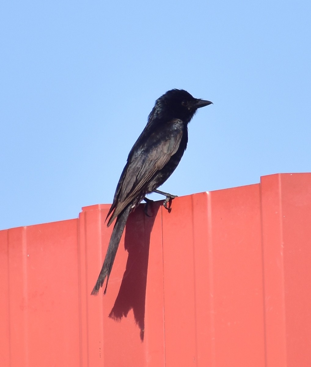 Black Drongo - ML635413219