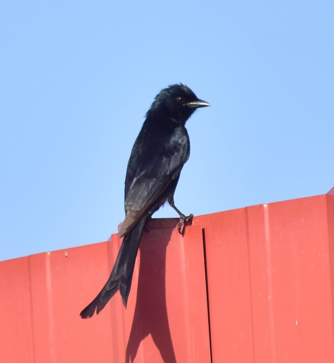 Black Drongo - ML635413221