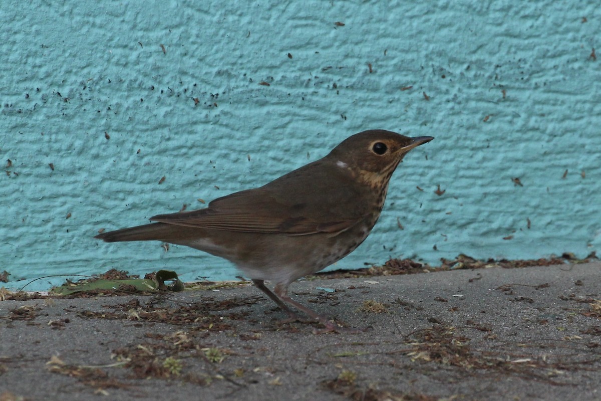 Swainson's Thrush - ML635413246