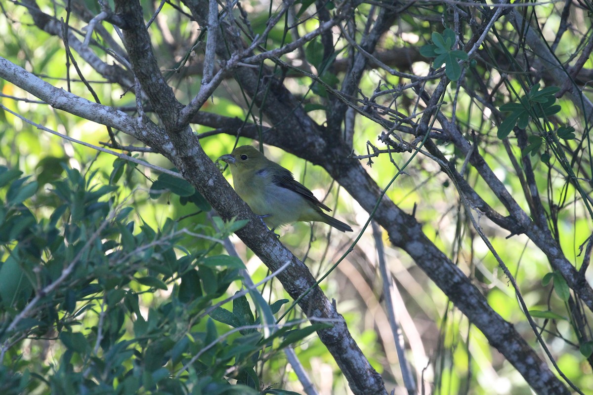 Scarlet Tanager - ML635413262