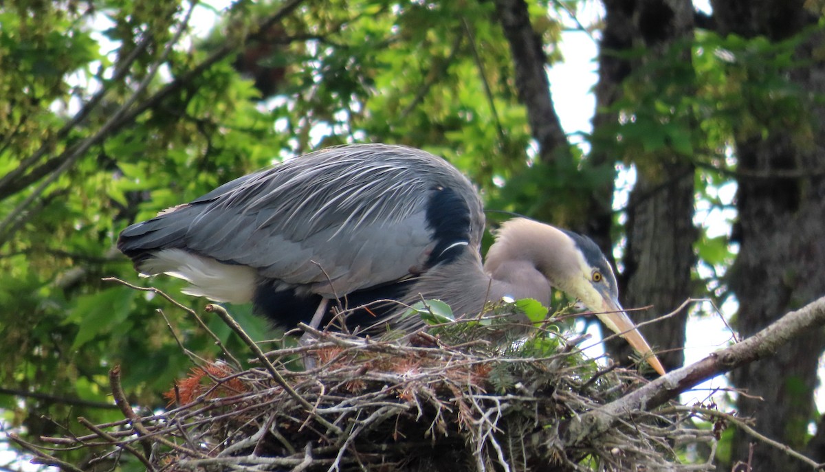 אנפה אמריקנית - ML635413335