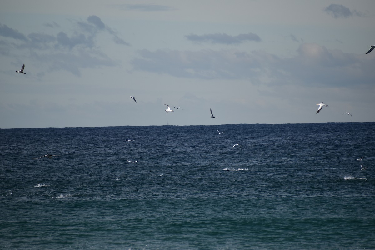 Australasian Gannet - ML635413396