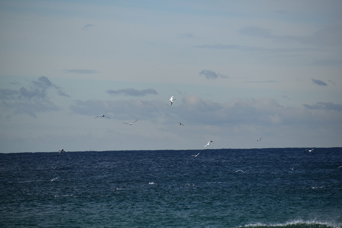 Australasian Gannet - ML635413397