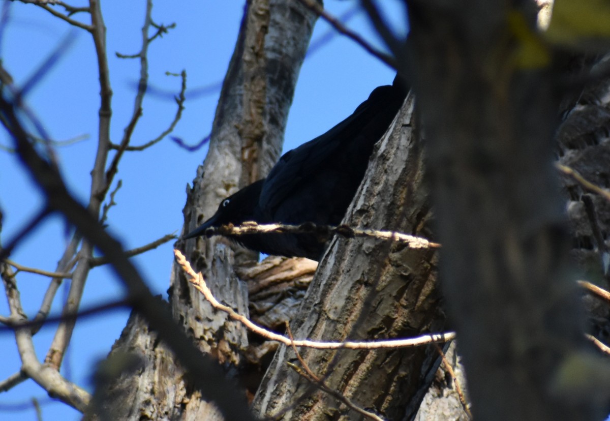 Little Raven - ML635413446