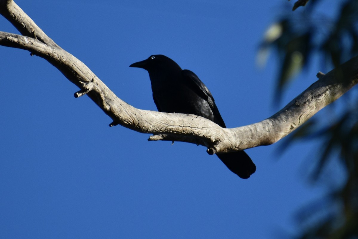 Little Raven - ML635413447