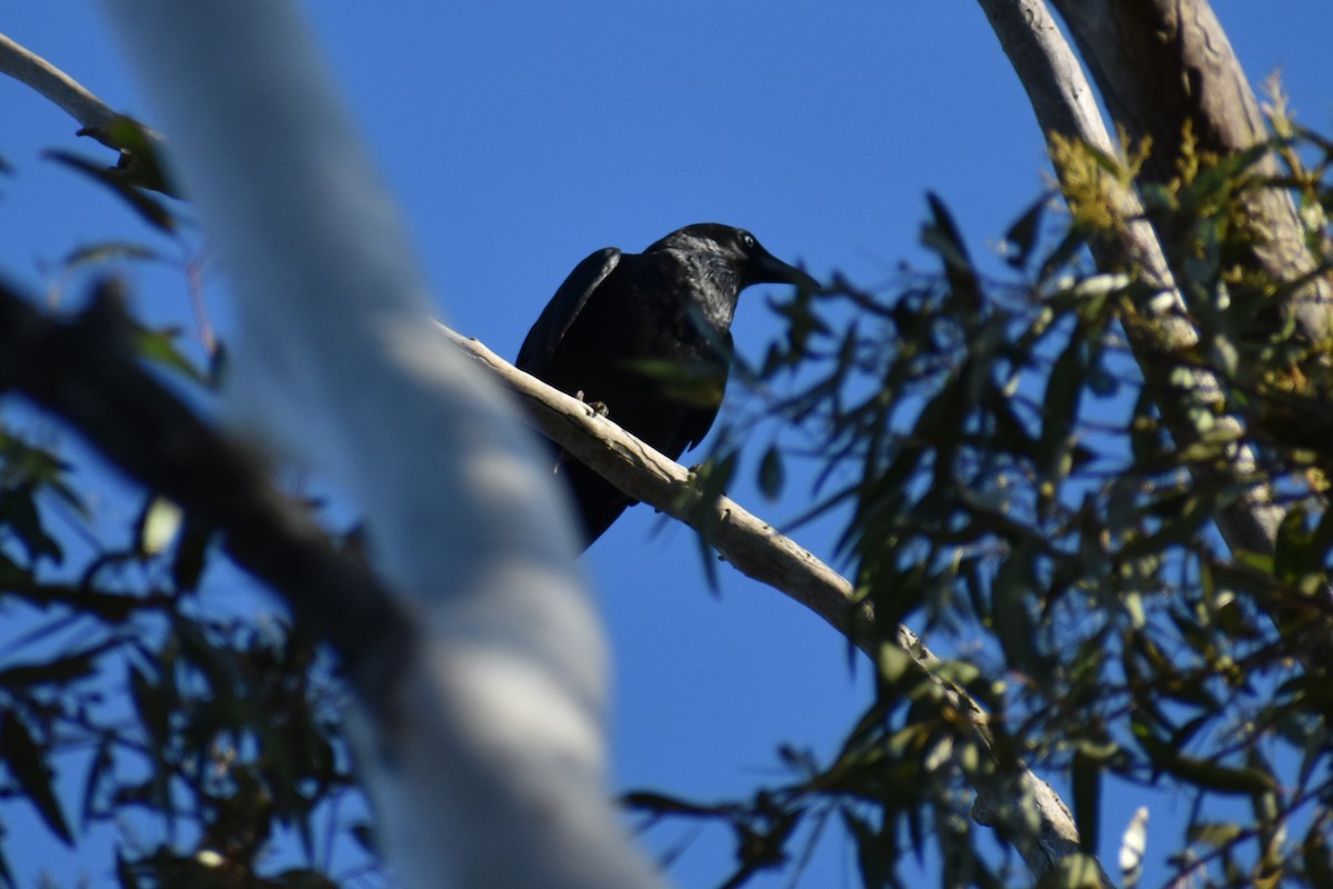 Little Raven - ML635413448
