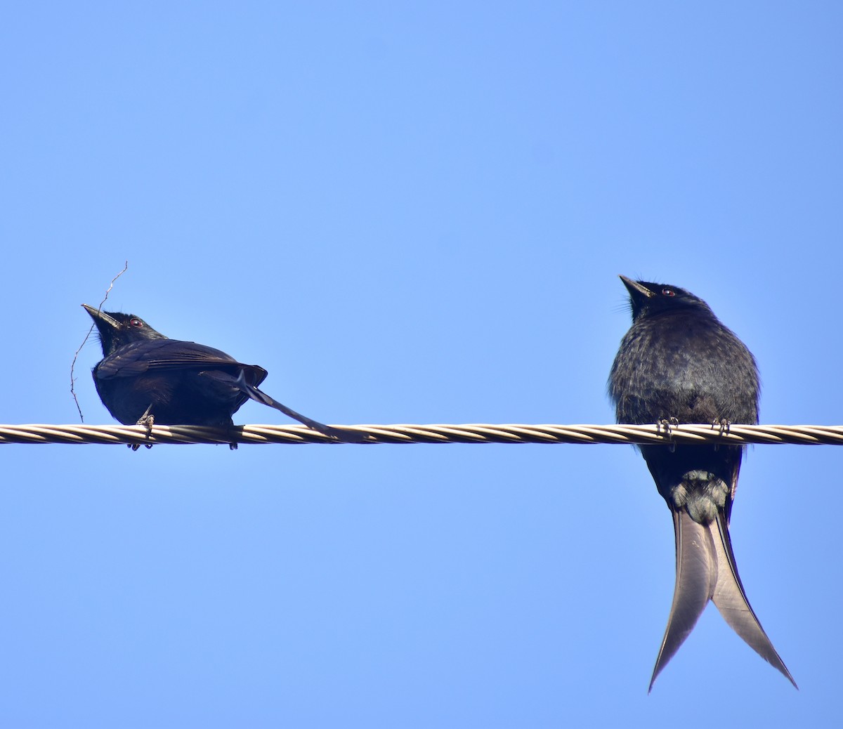 Black Drongo - ML635413455