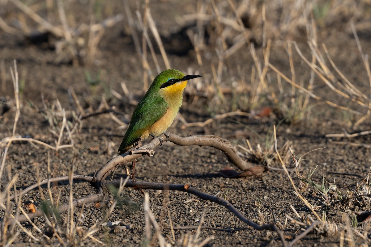 Little Bee-eater - ML635413482