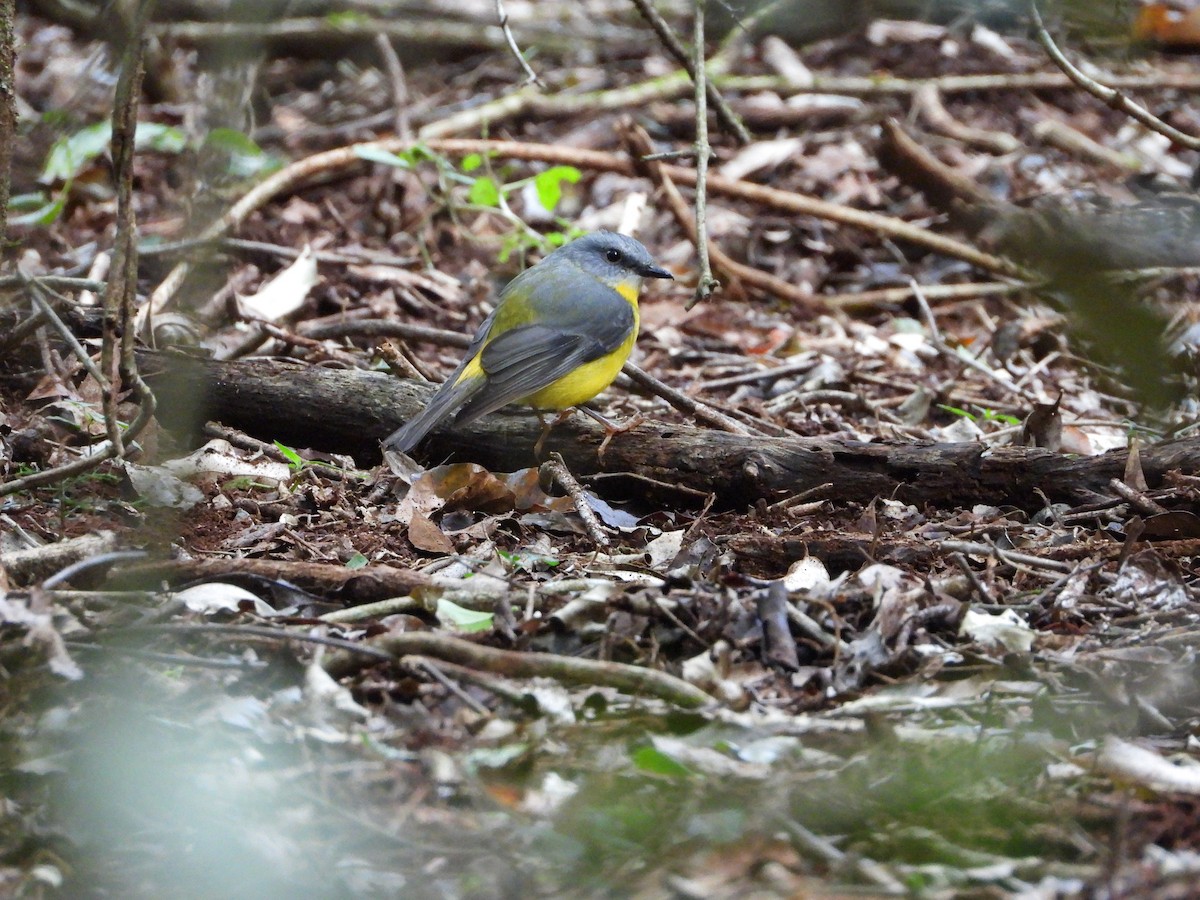 Eastern Yellow Robin - ML635413527