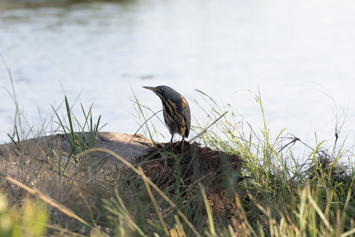 Dwarf Bittern - ML635413530