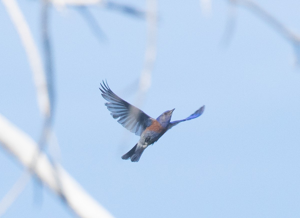 Western Bluebird - ML635413652