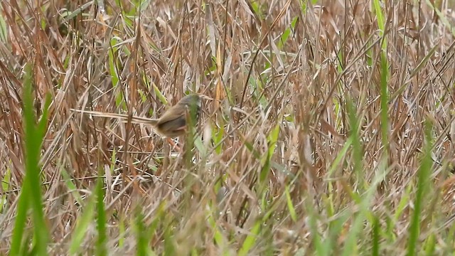 Black-throated Prinia - ML635413653