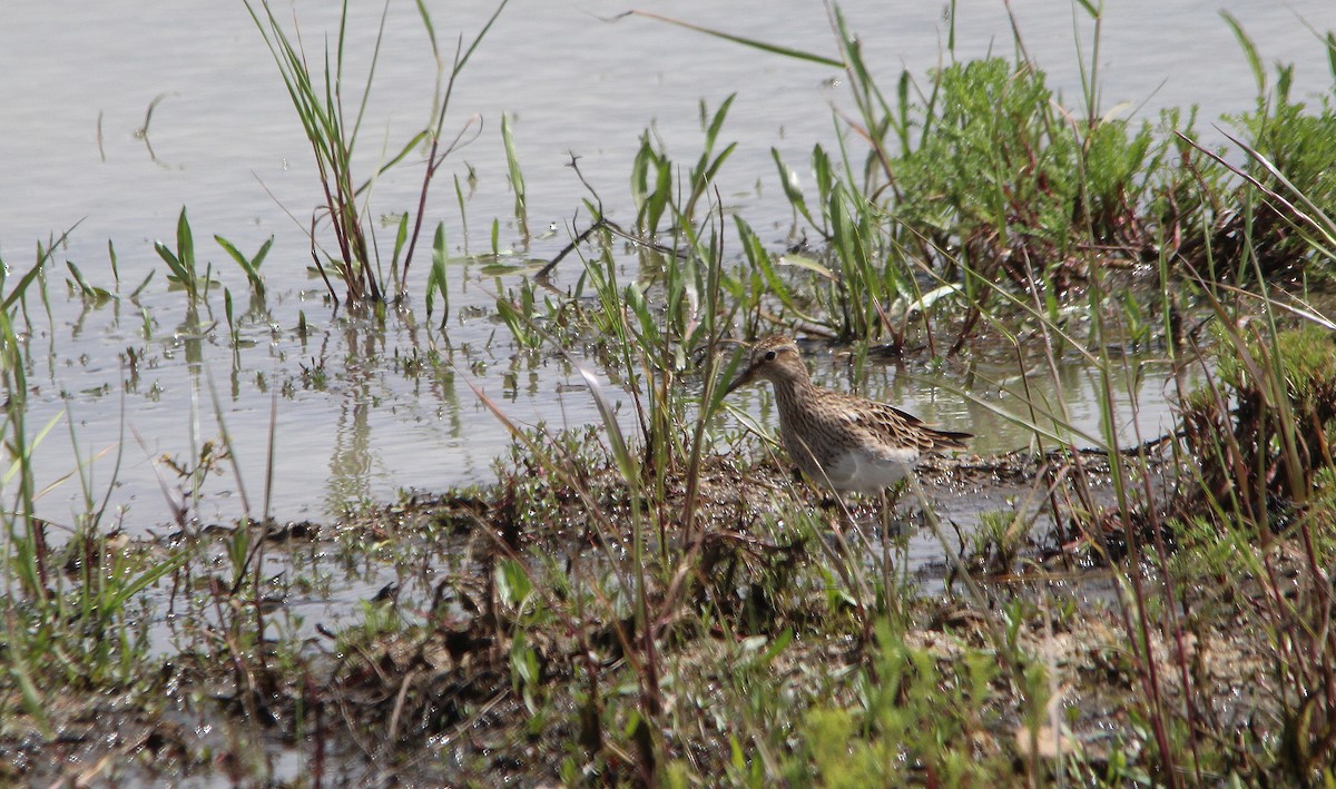 Piovanello pettorale - ML635413654