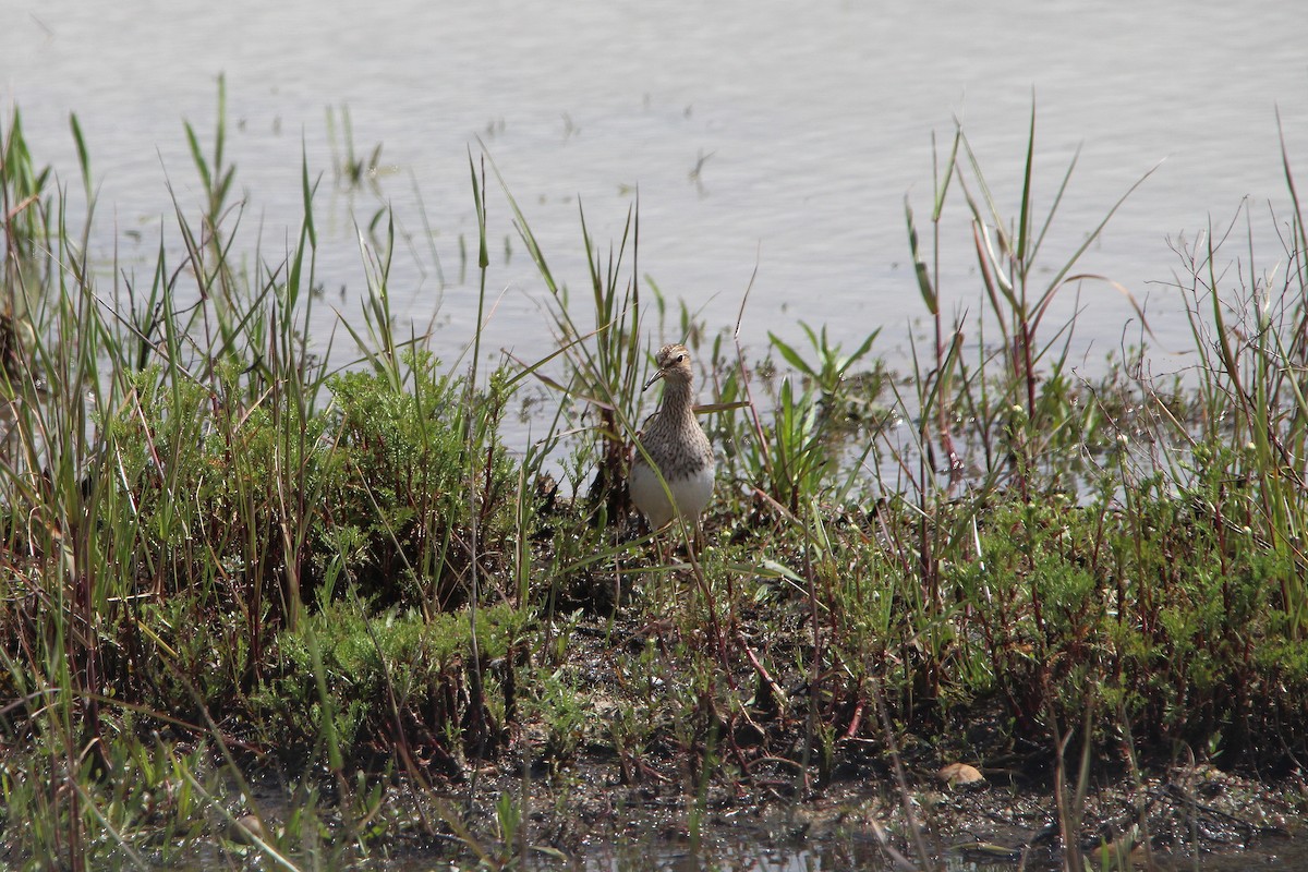 Piovanello pettorale - ML635413655