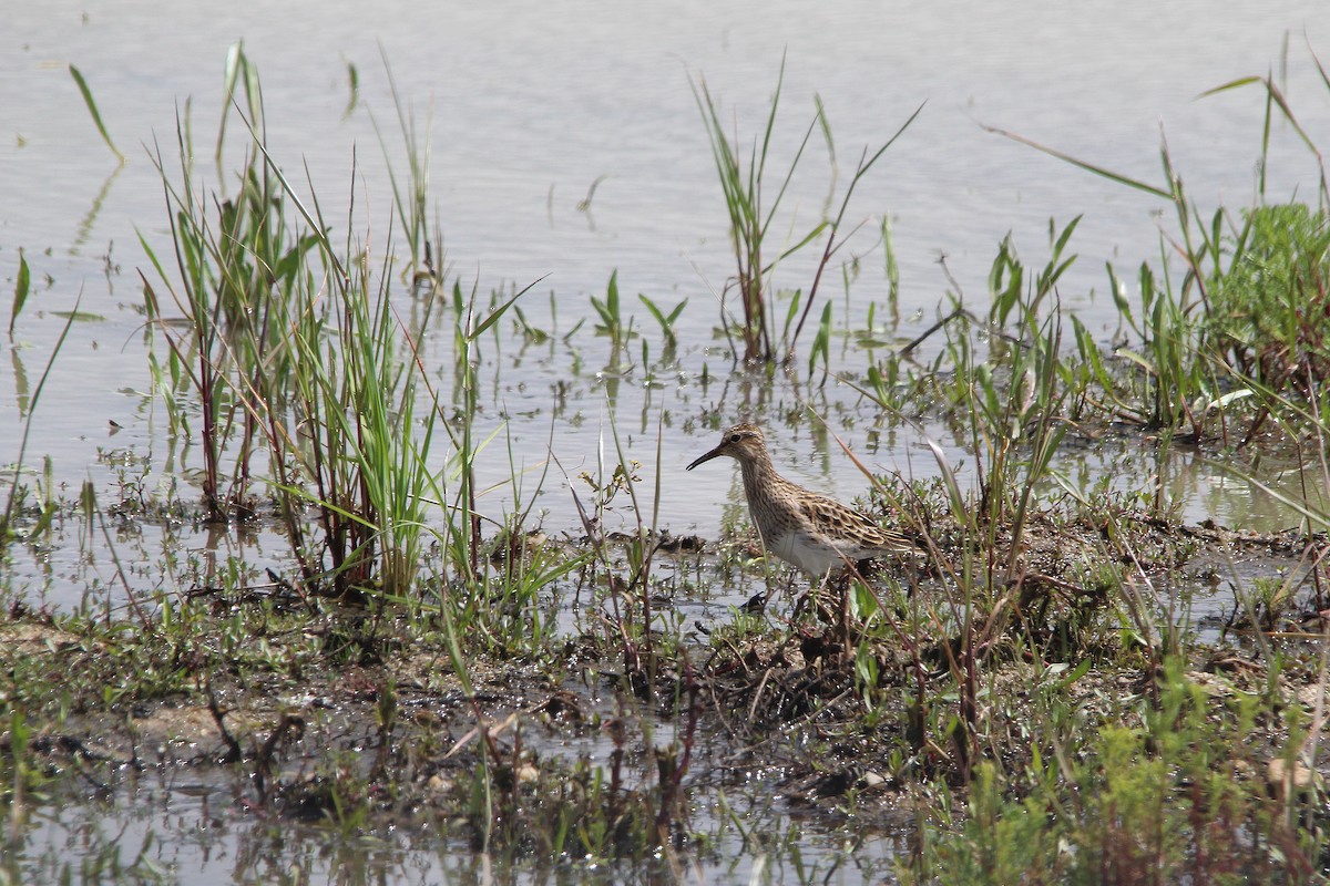 Piovanello pettorale - ML635413656