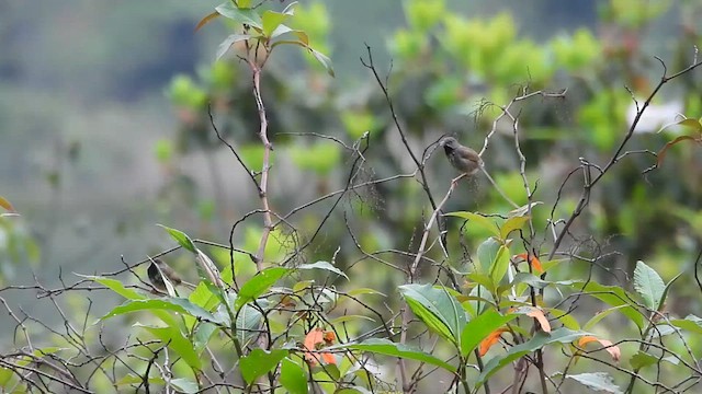 Black-throated Prinia - ML635413659