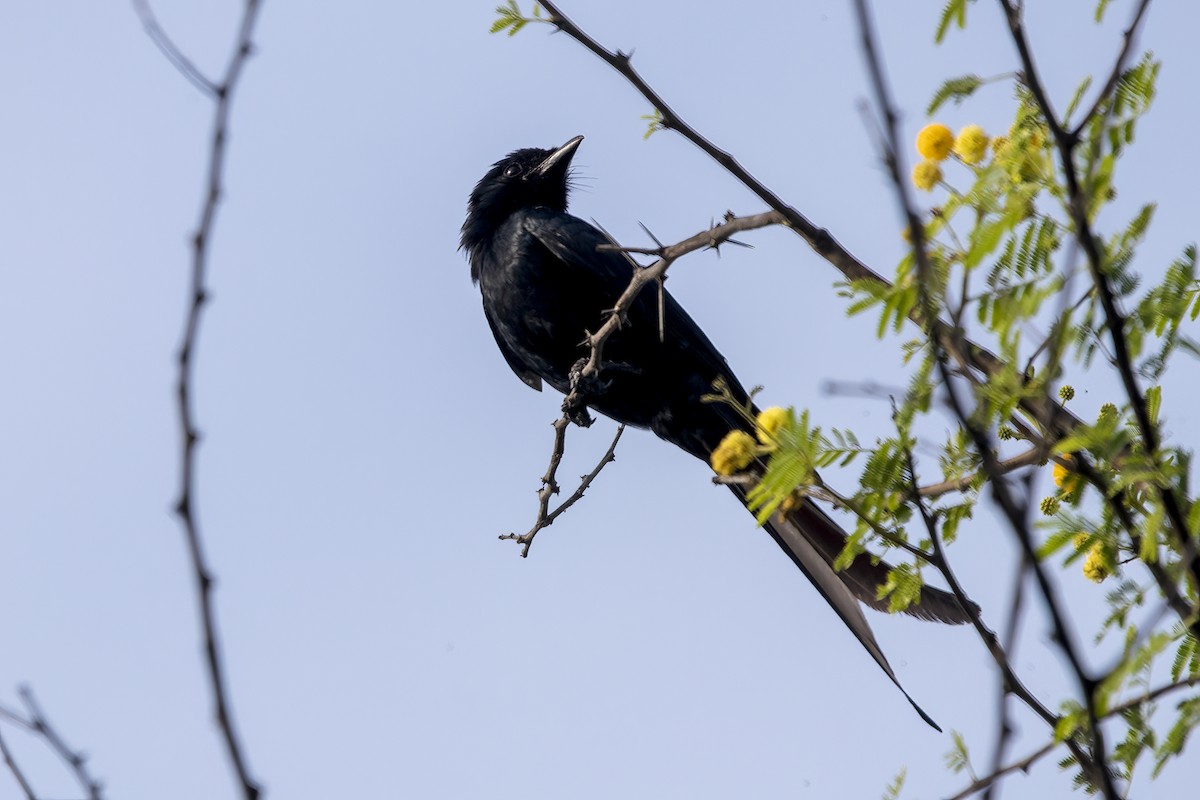 Black Drongo - ML635413755