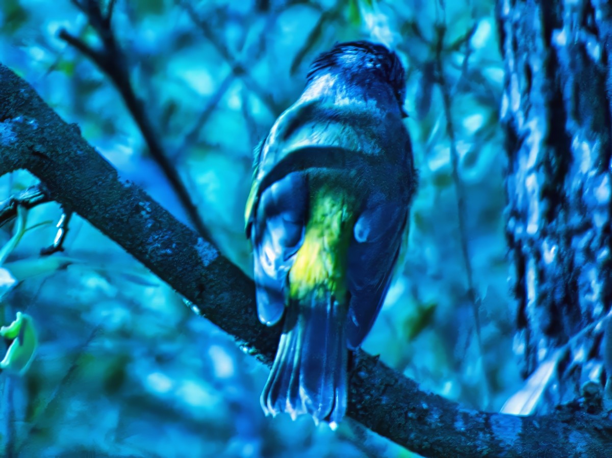 Eastern Yellow Robin - ML635413765