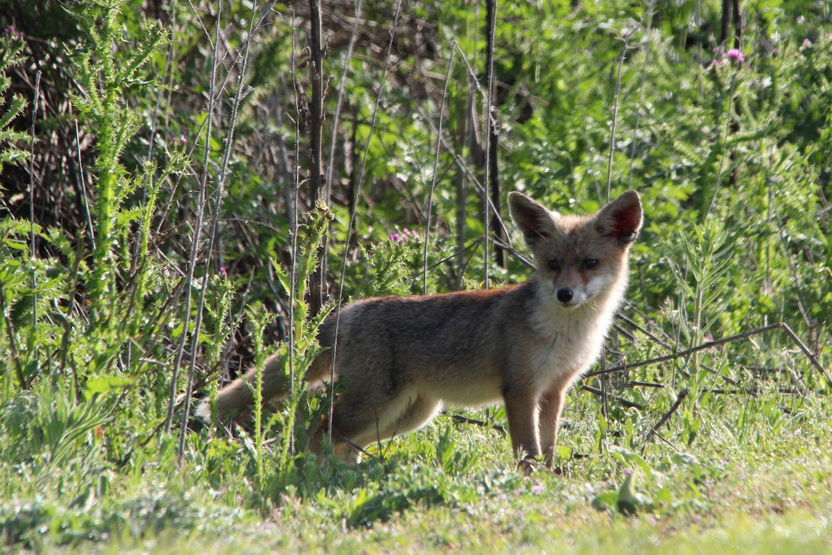 Animali - ML635413798