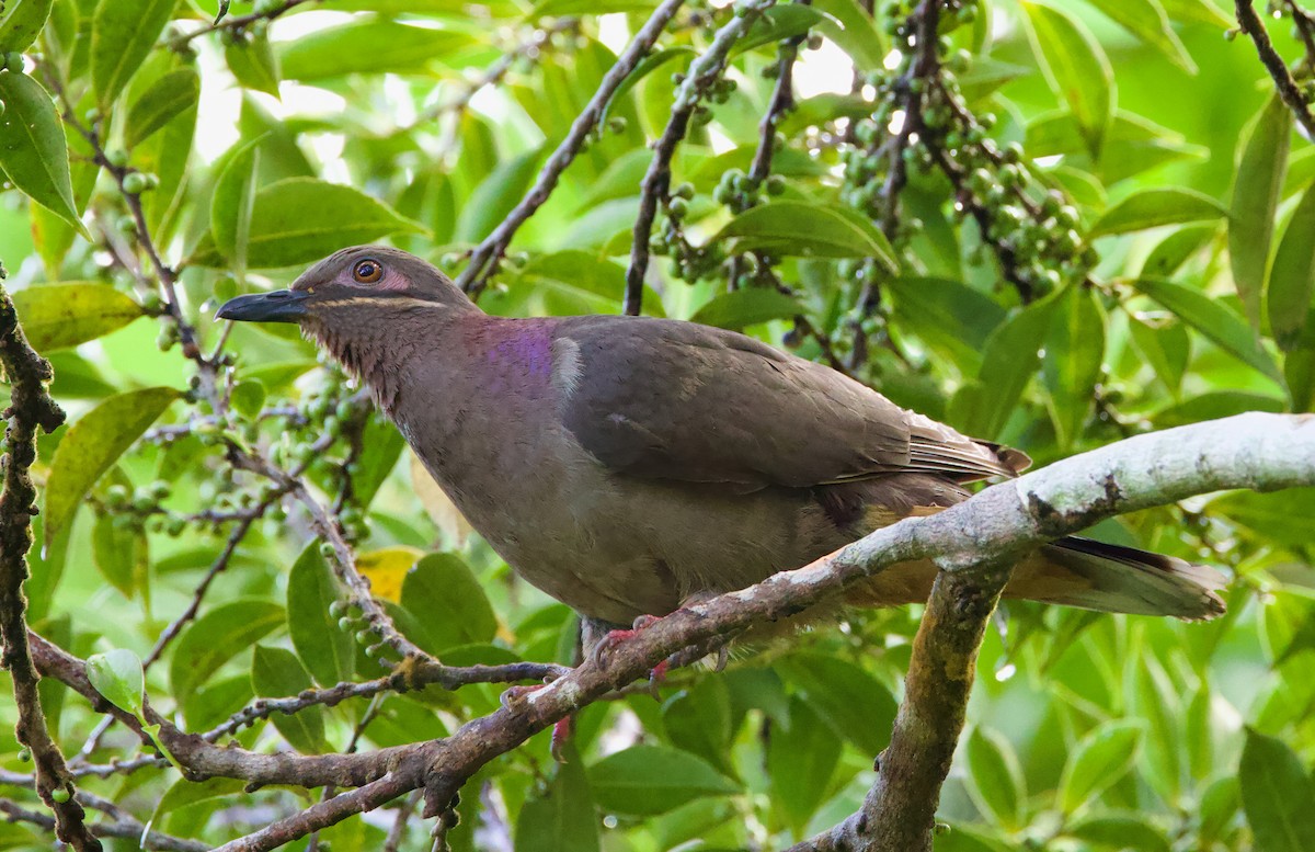 Amethyst Brown-Dove - ML635413857
